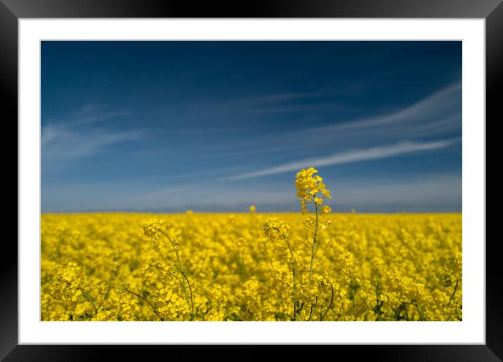 Blue and Yellow Framed Mounted Print by Bill Allsopp