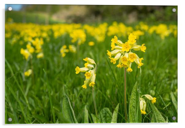 Massed Cowslips Acrylic by Bill Allsopp