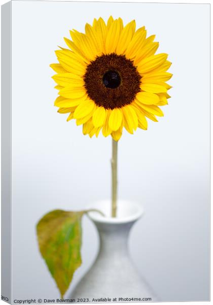 Sunflower Canvas Print by Dave Bowman