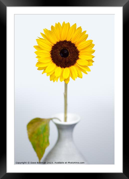 Sunflower Framed Mounted Print by Dave Bowman
