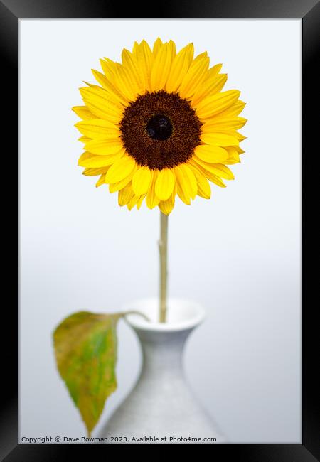 Sunflower Framed Print by Dave Bowman