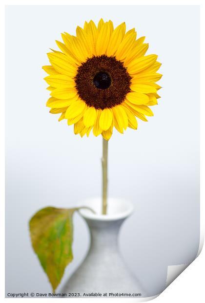 Sunflower Print by Dave Bowman