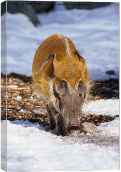 Red River Hog In The Snow Canvas Print by rawshutterbug 
