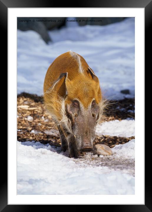 Red River Hog In The Snow Framed Mounted Print by rawshutterbug 