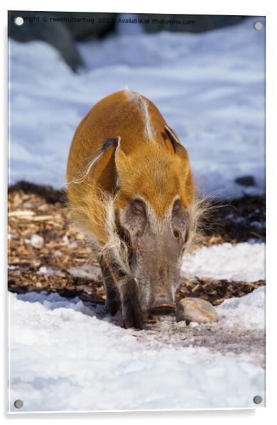 Red River Hog In The Snow Acrylic by rawshutterbug 