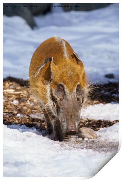 Red River Hog In The Snow Print by rawshutterbug 