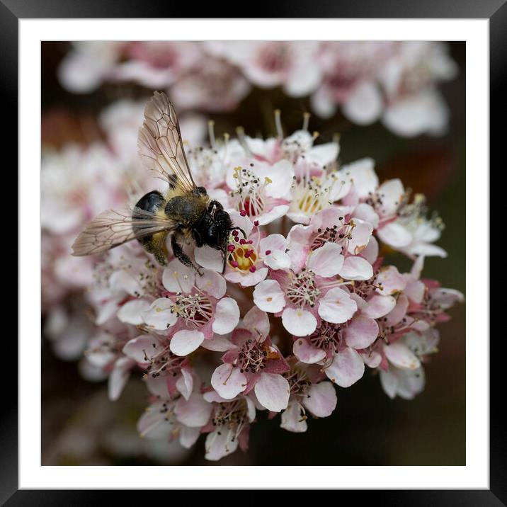 Bee on a pink flower, Framed Mounted Print by kathy white