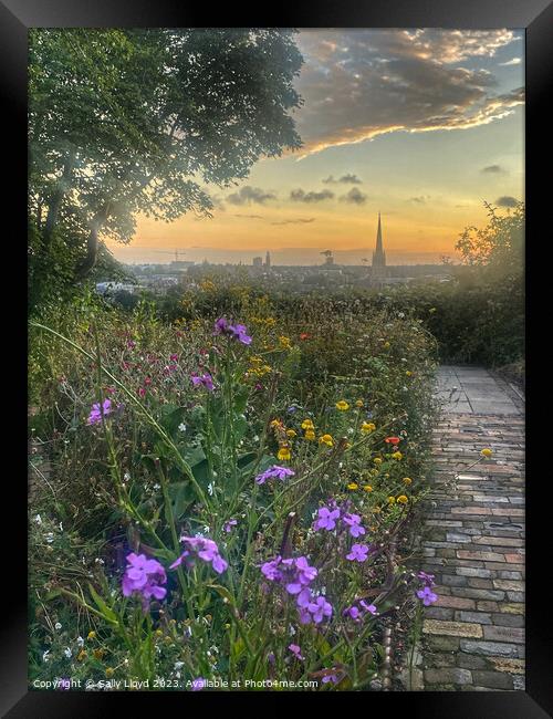 Wildflower sunset view of Norwich Framed Print by Sally Lloyd