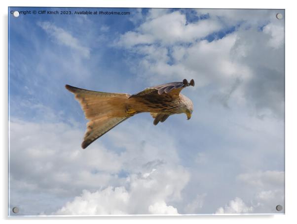 Red Kite in Flight Acrylic by Cliff Kinch
