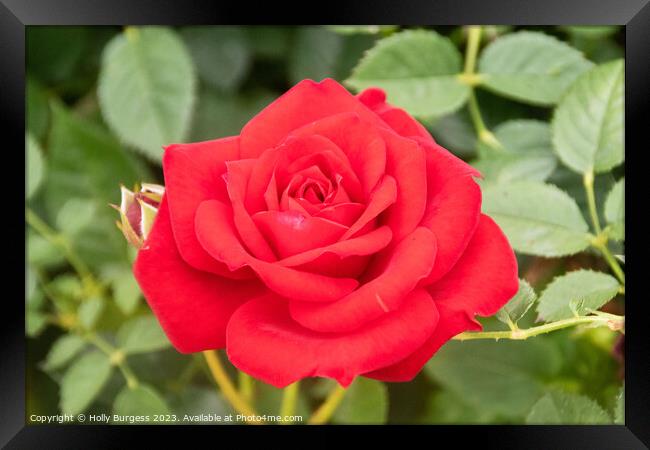 Captivating Scarlet Blossom Unfolding Framed Print by Holly Burgess