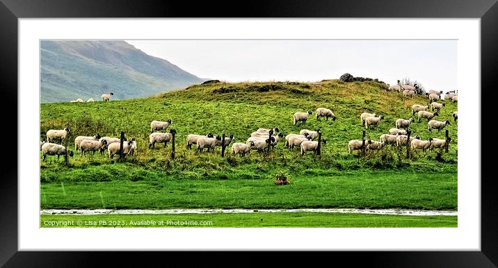 Sheep Hill Framed Mounted Print by Lisa PB