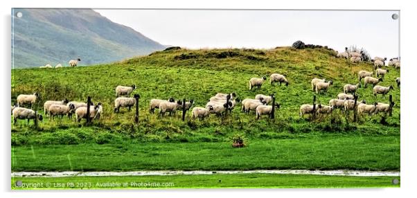 Sheep Hill Acrylic by Lisa PB