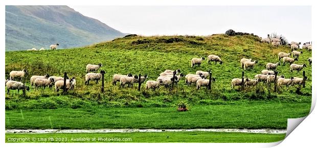 Sheep Hill Print by Lisa PB