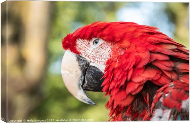 Vibrant Spectrum of the Scarlet Macaw Canvas Print by Holly Burgess
