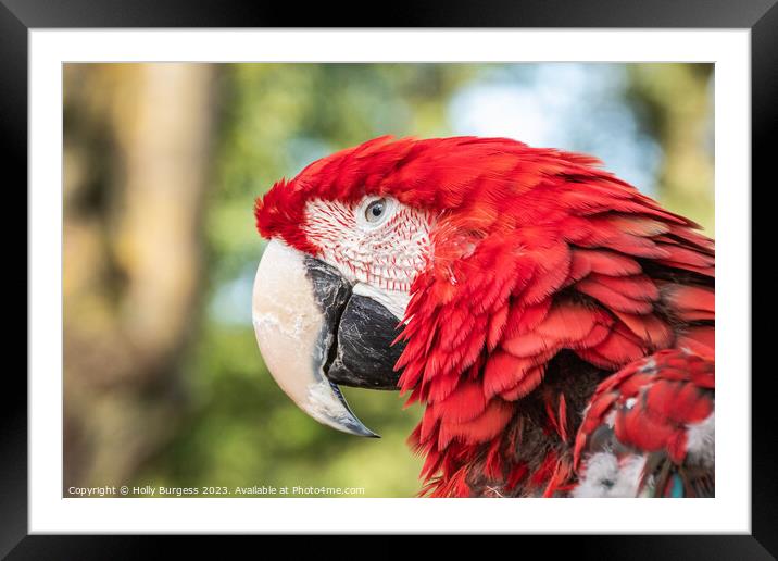 Vibrant Spectrum of the Scarlet Macaw Framed Mounted Print by Holly Burgess
