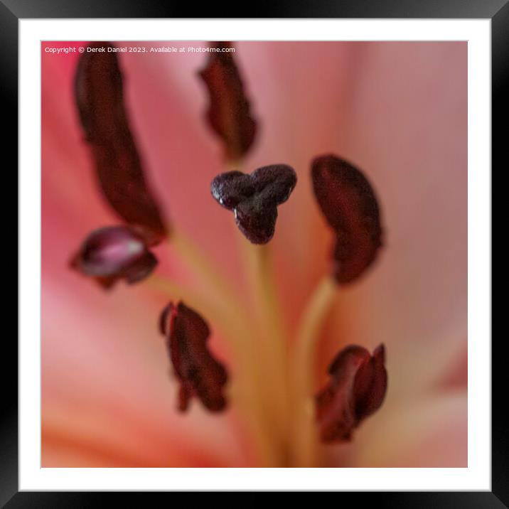Petal Perfection in Close-Up Framed Mounted Print by Derek Daniel
