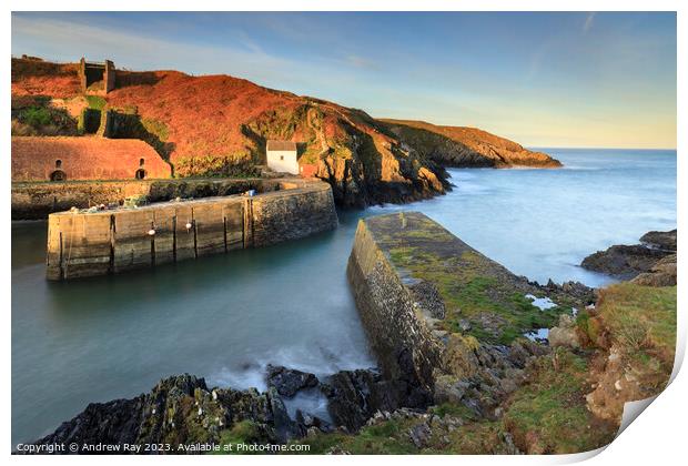 Morning at Porthgain Print by Andrew Ray
