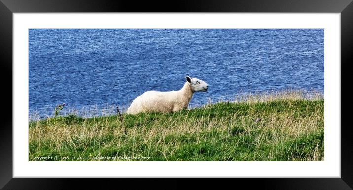 A sheep standing on top of a lush green field Framed Mounted Print by Lisa PB