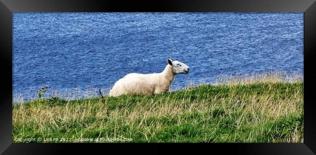 A sheep standing on top of a lush green field Framed Print by Lisa PB