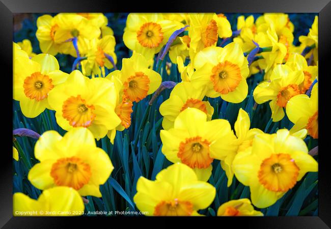 Yellow tulips. - CR2305-9199-ORT Framed Print by Jordi Carrio