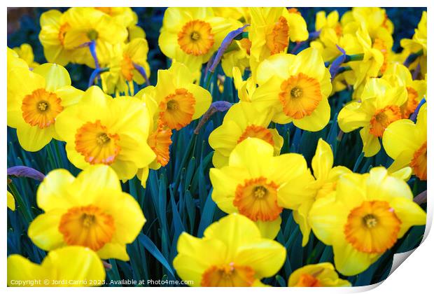 Yellow tulips. - CR2305-9199-ORT Print by Jordi Carrio