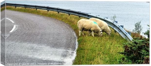 Roadside Sheep Canvas Print by Lisa PB