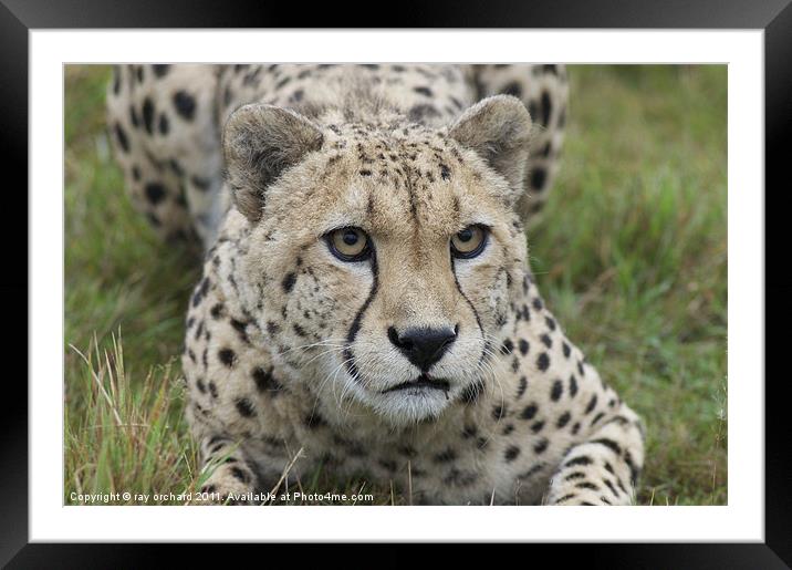 murphy the leopard Framed Mounted Print by ray orchard