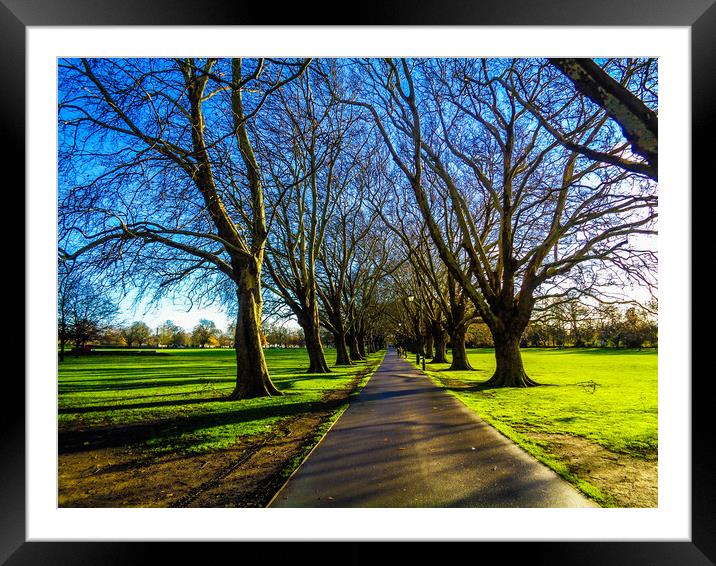 Solitary Repose: Park Bench and Tree Framed Mounted Print by Simon Hill