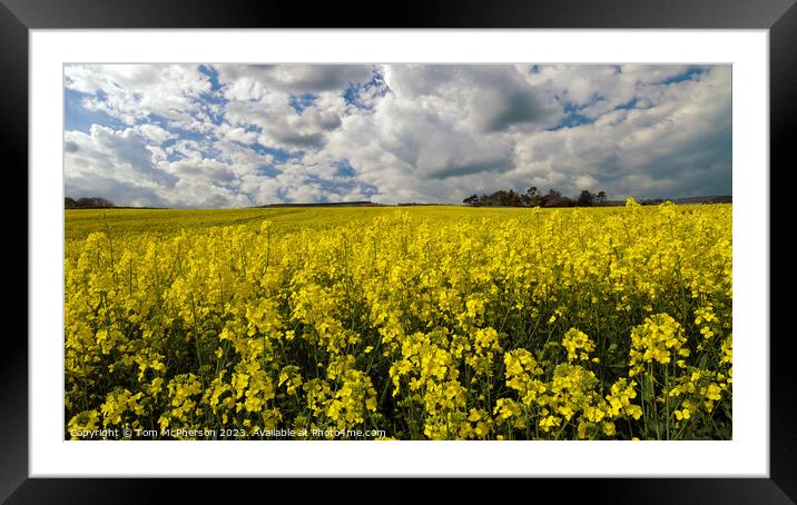 Vibrant Yellow Rapeseed Field Framed Mounted Print by Tom McPherson