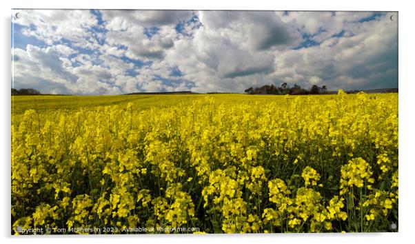 Vibrant Yellow Rapeseed Field Acrylic by Tom McPherson