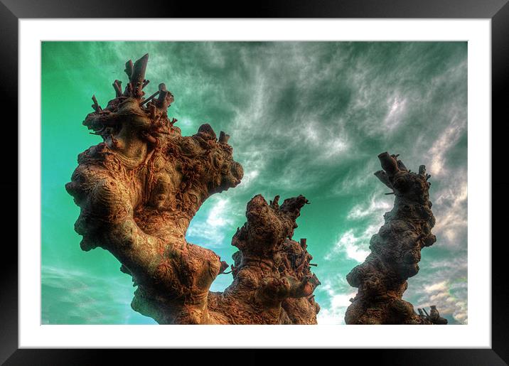 Pruned Framed Mounted Print by Rob Hawkins