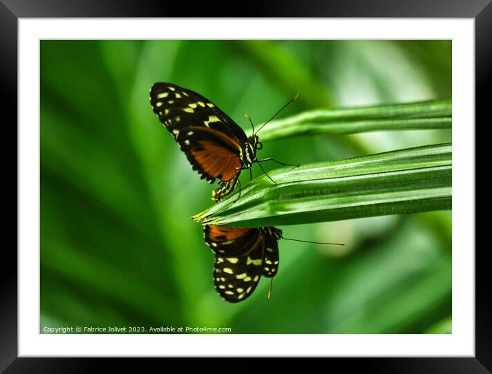 Butterfly The Verdant Dance of Nature Framed Mounted Print by Fabrice Jolivet