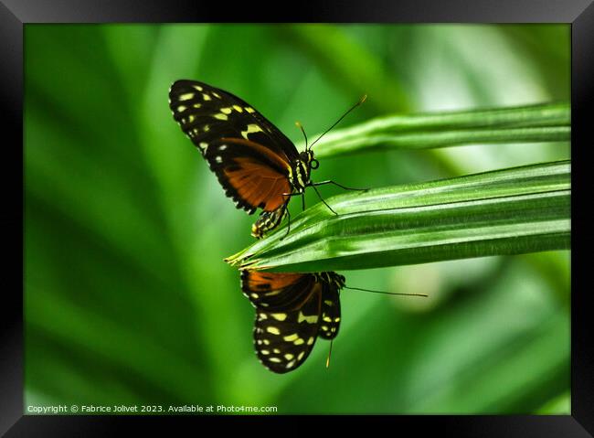 Butterfly The Verdant Dance of Nature Framed Print by Fabrice Jolivet