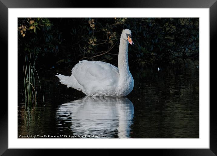Graceful Swan in Serenity Framed Mounted Print by Tom McPherson