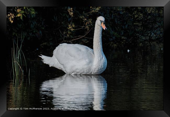 Graceful Swan in Serenity Framed Print by Tom McPherson
