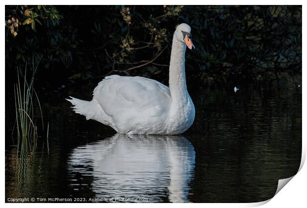 Graceful Swan in Serenity Print by Tom McPherson
