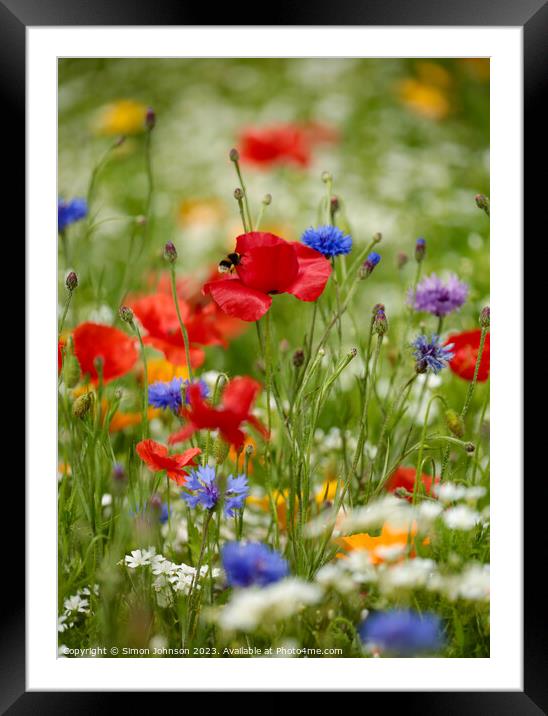 Poppies and wild  flowers  Framed Mounted Print by Simon Johnson