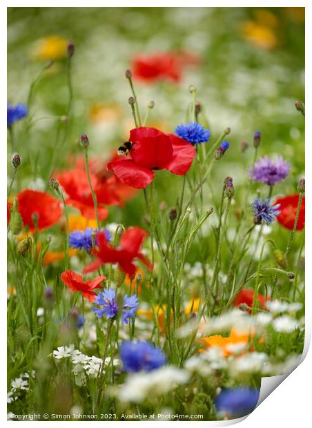 Poppies and wild  flowers  Print by Simon Johnson