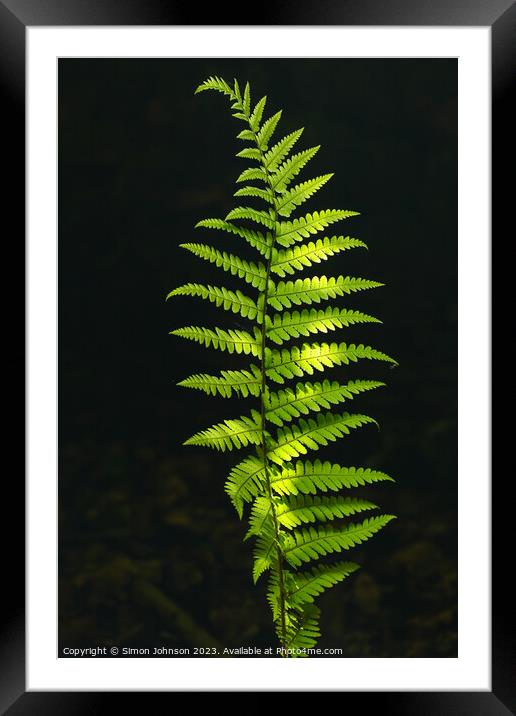 Luminous  fern Framed Mounted Print by Simon Johnson