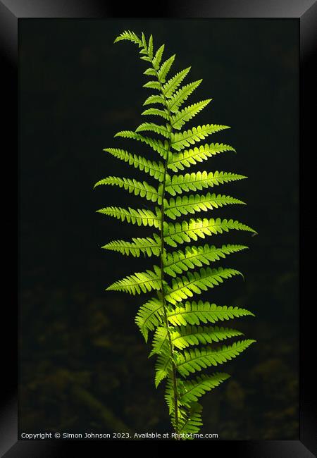 Luminous  fern Framed Print by Simon Johnson
