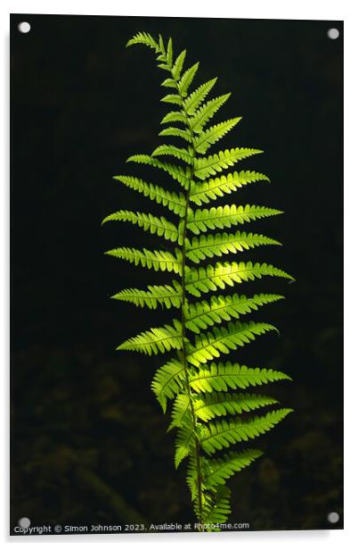 Luminous  fern Acrylic by Simon Johnson
