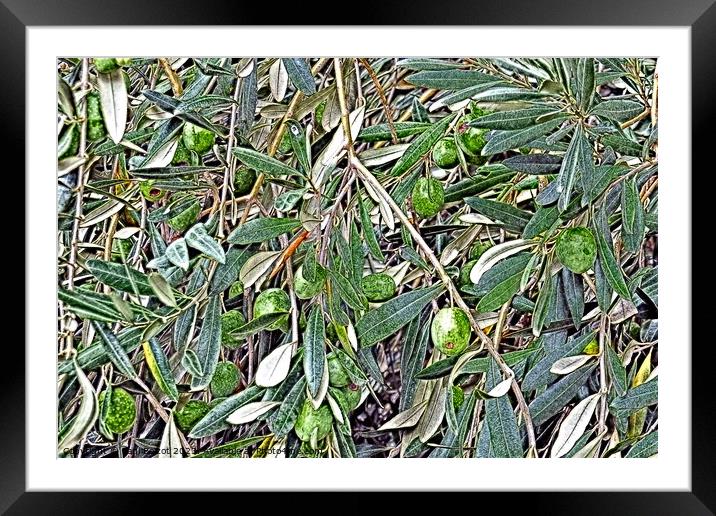 Olives on the tree, Skopelos, paint effect Framed Mounted Print by Paul Boizot