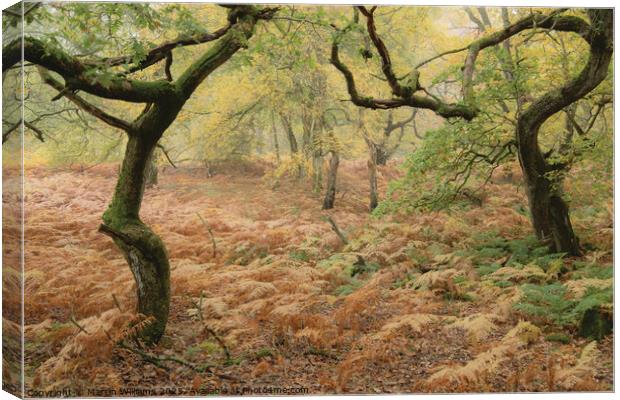 Twisted trees in an ancient wood in the North York Canvas Print by Martin Williams