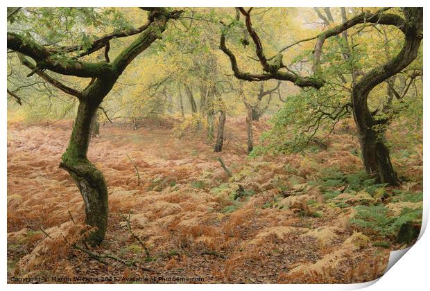 Twisted trees in an ancient wood in the North York Print by Martin Williams