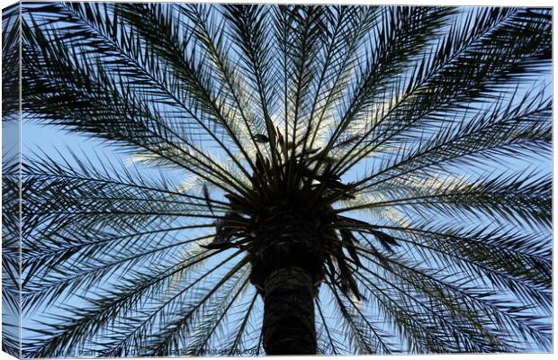 Palm tree, upward view, Cordoba Canvas Print by Paul Boizot