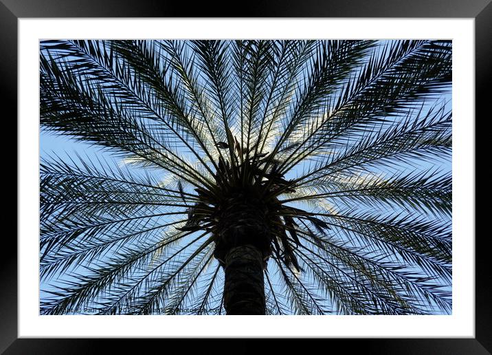 Palm tree, upward view, Cordoba Framed Mounted Print by Paul Boizot