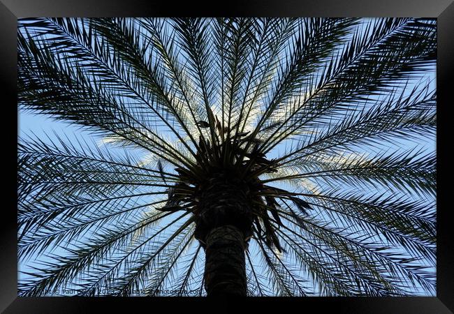 Palm tree, upward view, Cordoba Framed Print by Paul Boizot