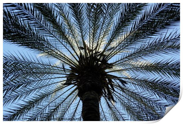 Palm tree, upward view, Cordoba Print by Paul Boizot