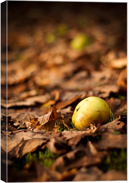 Autumnal Scene Fallen Apple Canvas Print by Andrew Berry