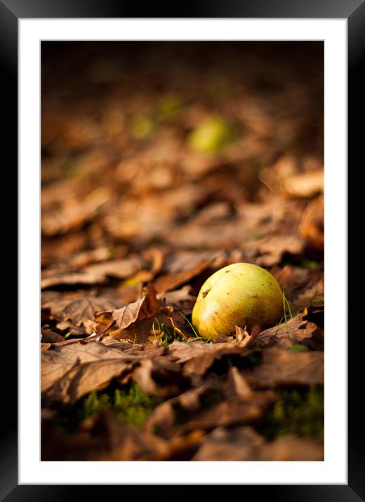 Autumnal Scene Fallen Apple Framed Mounted Print by Andrew Berry
